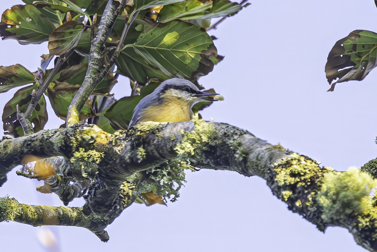 Eurasian Nuthatch - ML641551635