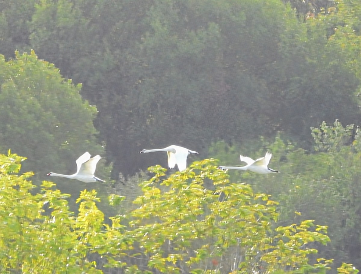 Mute Swan - ML641551637