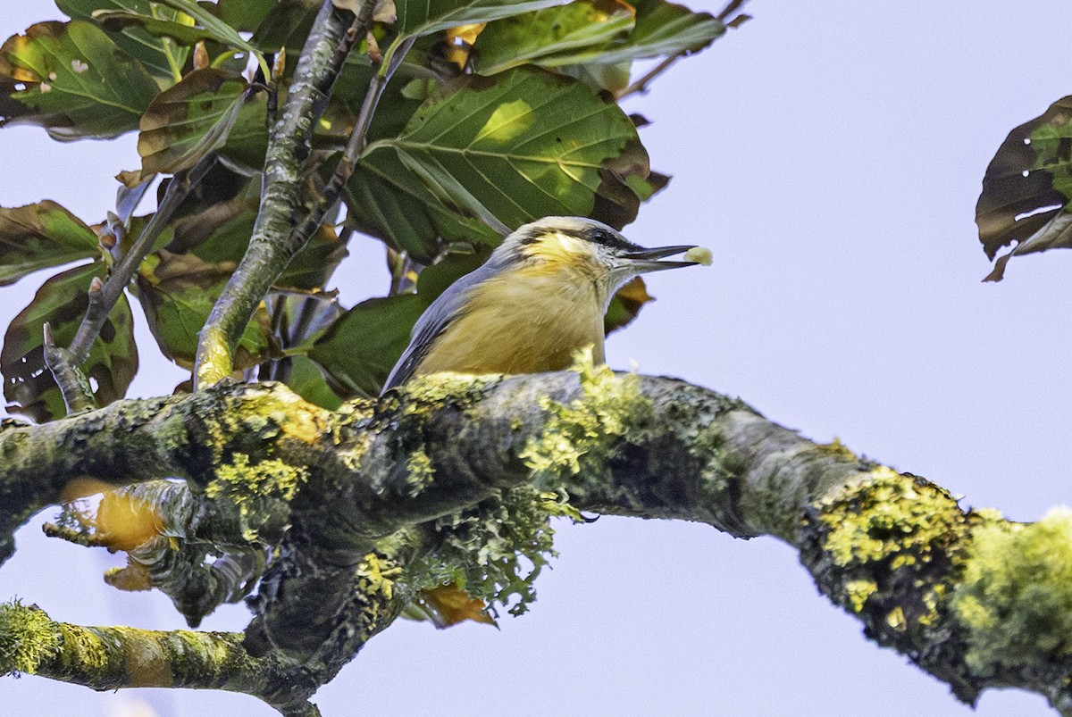 Eurasian Nuthatch - ML641551638