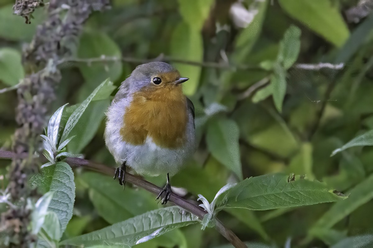 European Robin - ML641551660