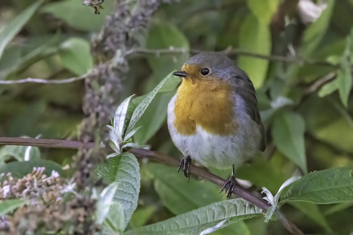 European Robin - ML641551661
