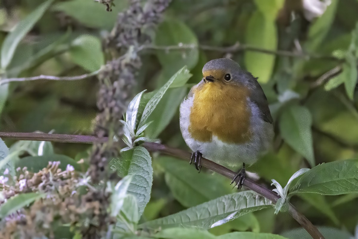 European Robin - ML641551662