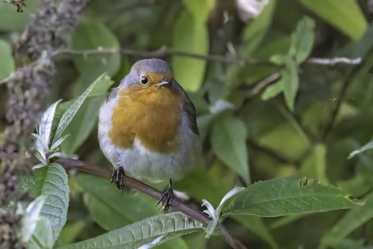 European Robin - ML641551664