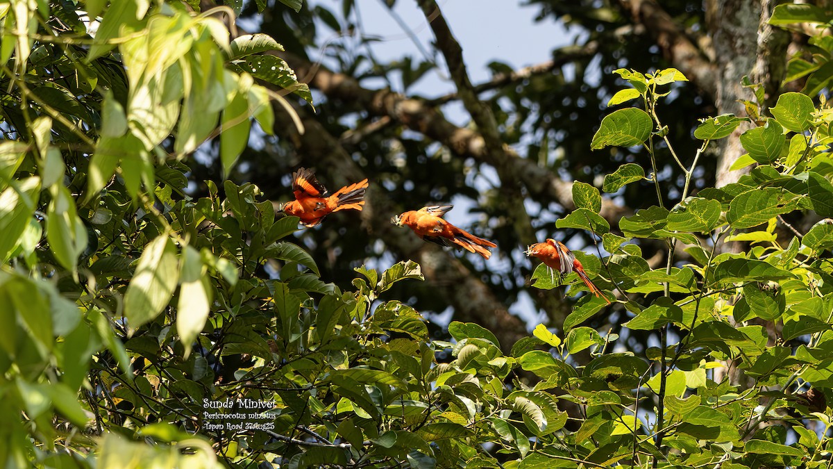 Sunda Minivet - ML641551668