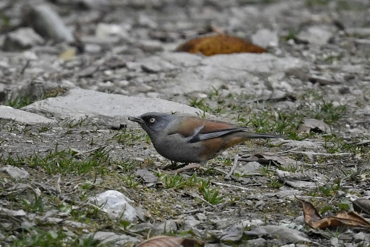 Maroon-backed Accentor - ML641551676