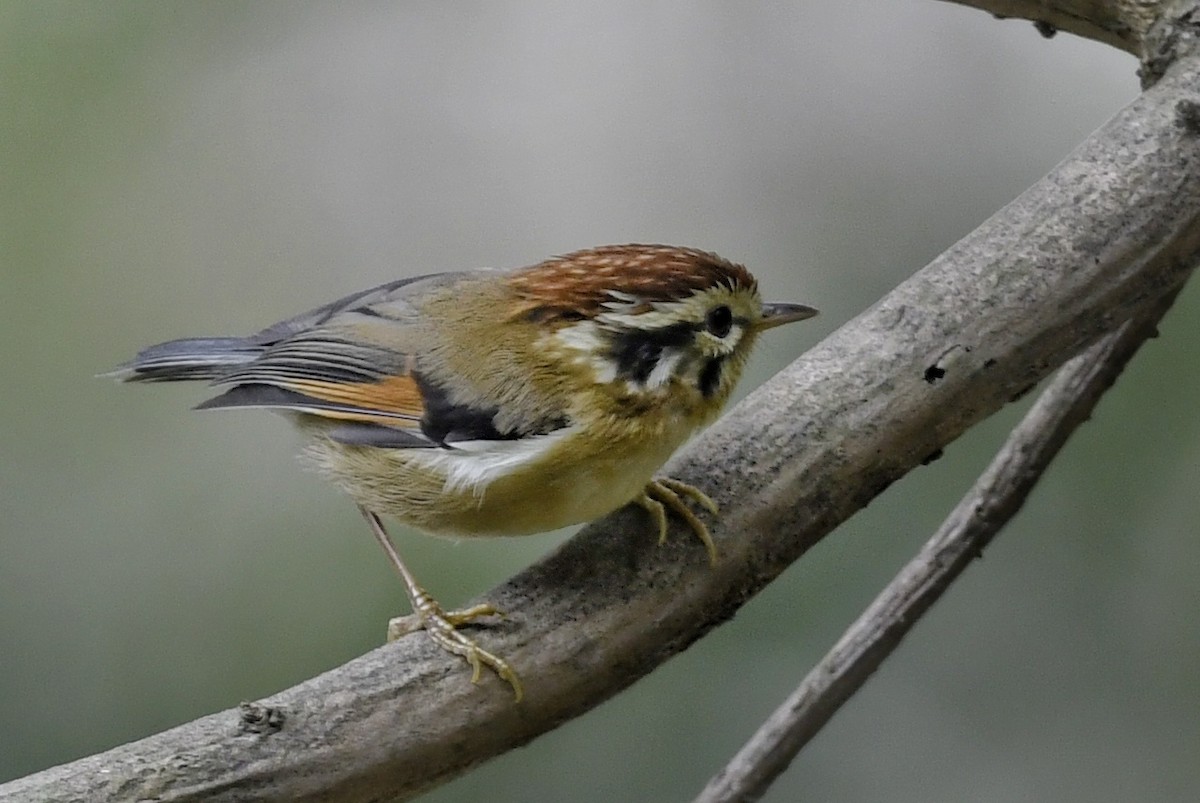 Rufous-winged Fulvetta - ML641551692