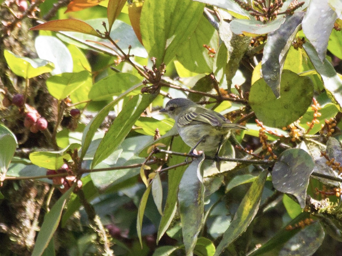 Mistletoe Tyrannulet - ML641551709