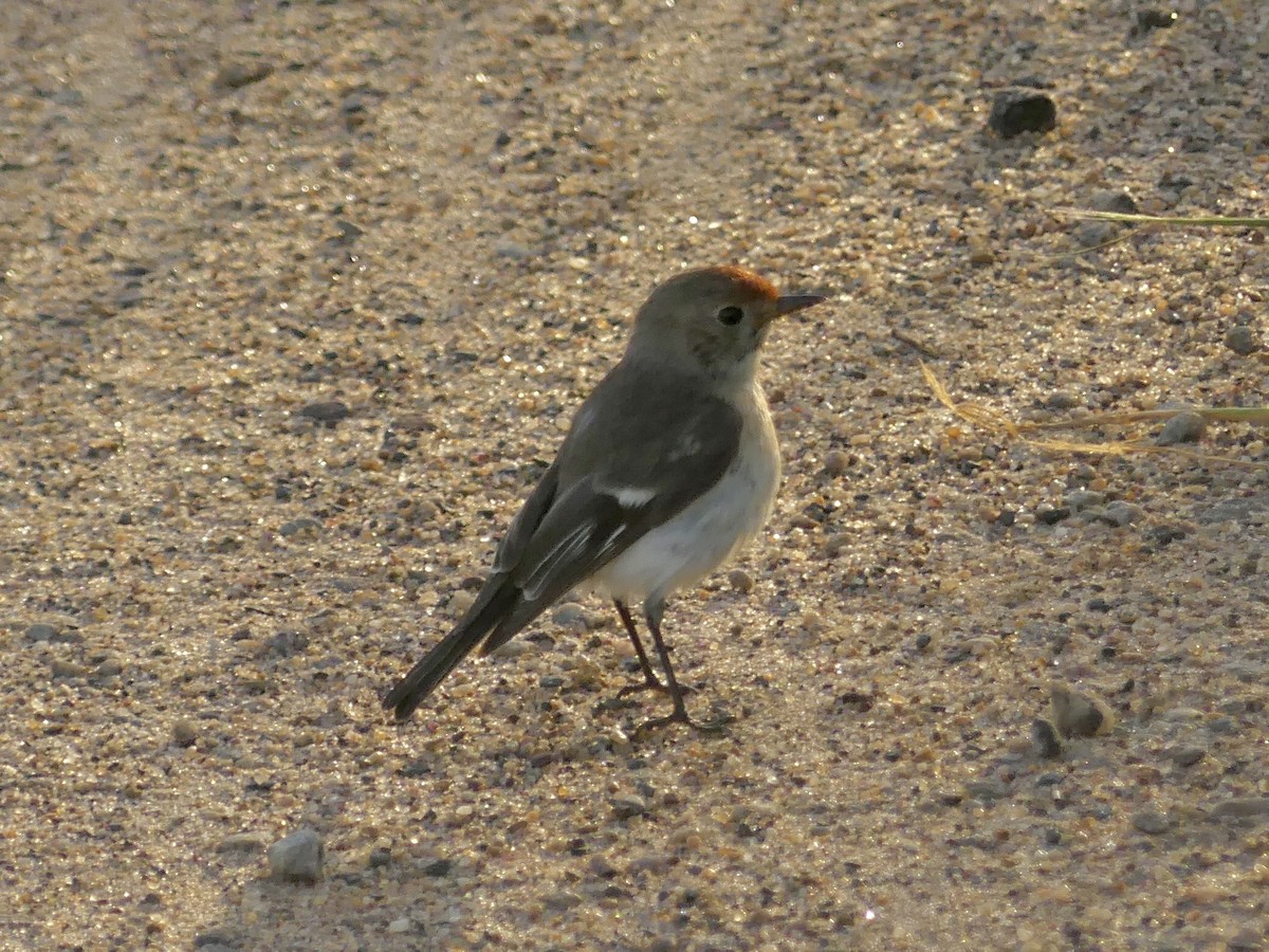 Red-capped Robin - ML641551714
