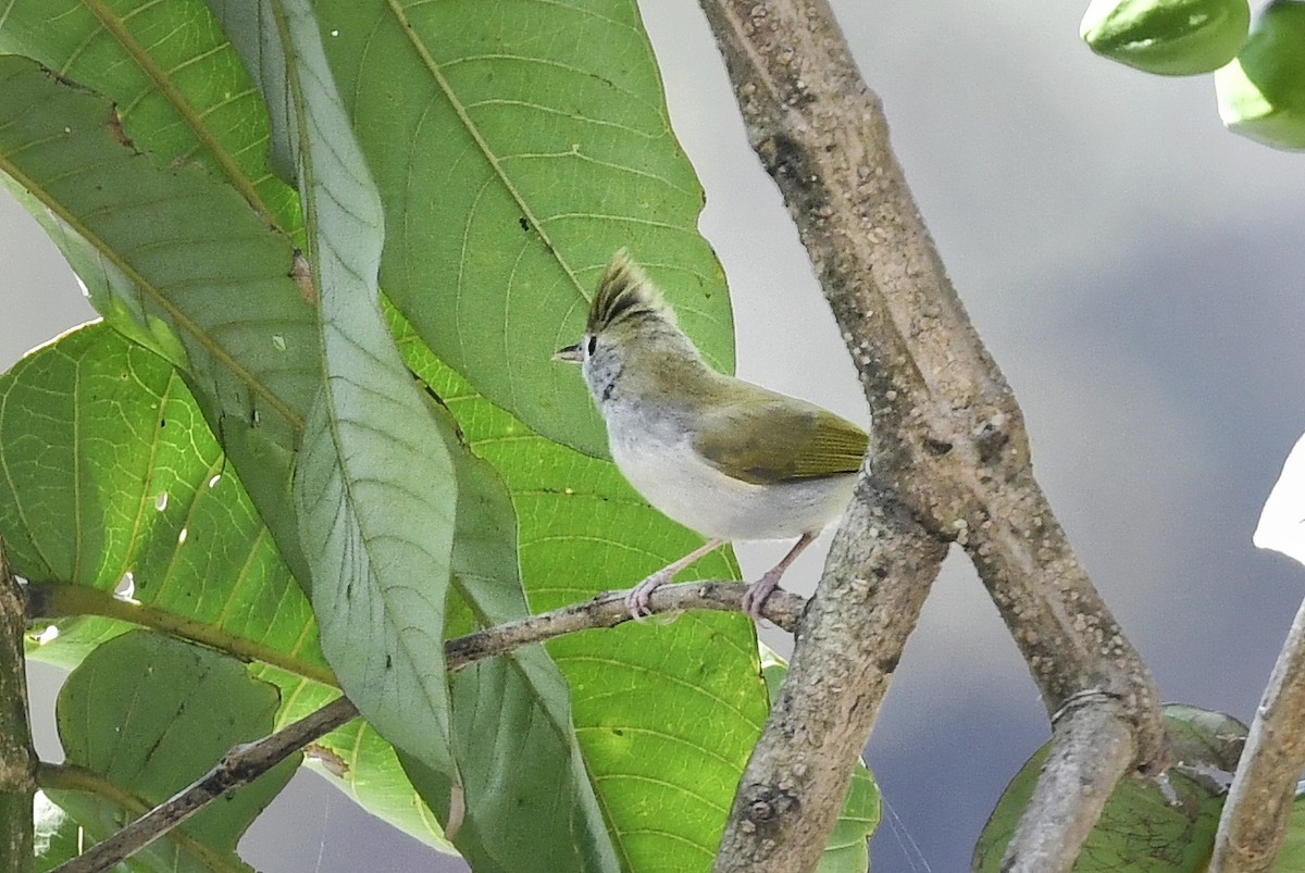 White-bellied Erpornis - ML641551774