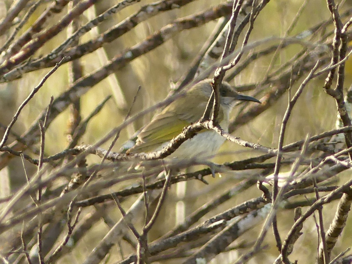 Brown Honeyeater - ML641551777