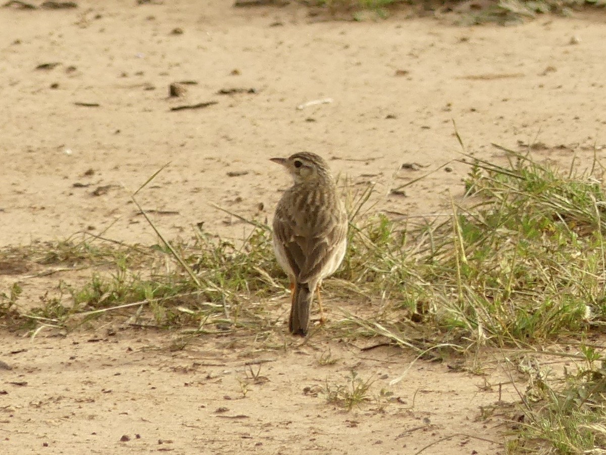 Australian Pipit - ML641551795