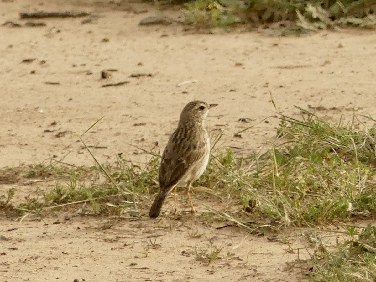 Australian Pipit - ML641551796