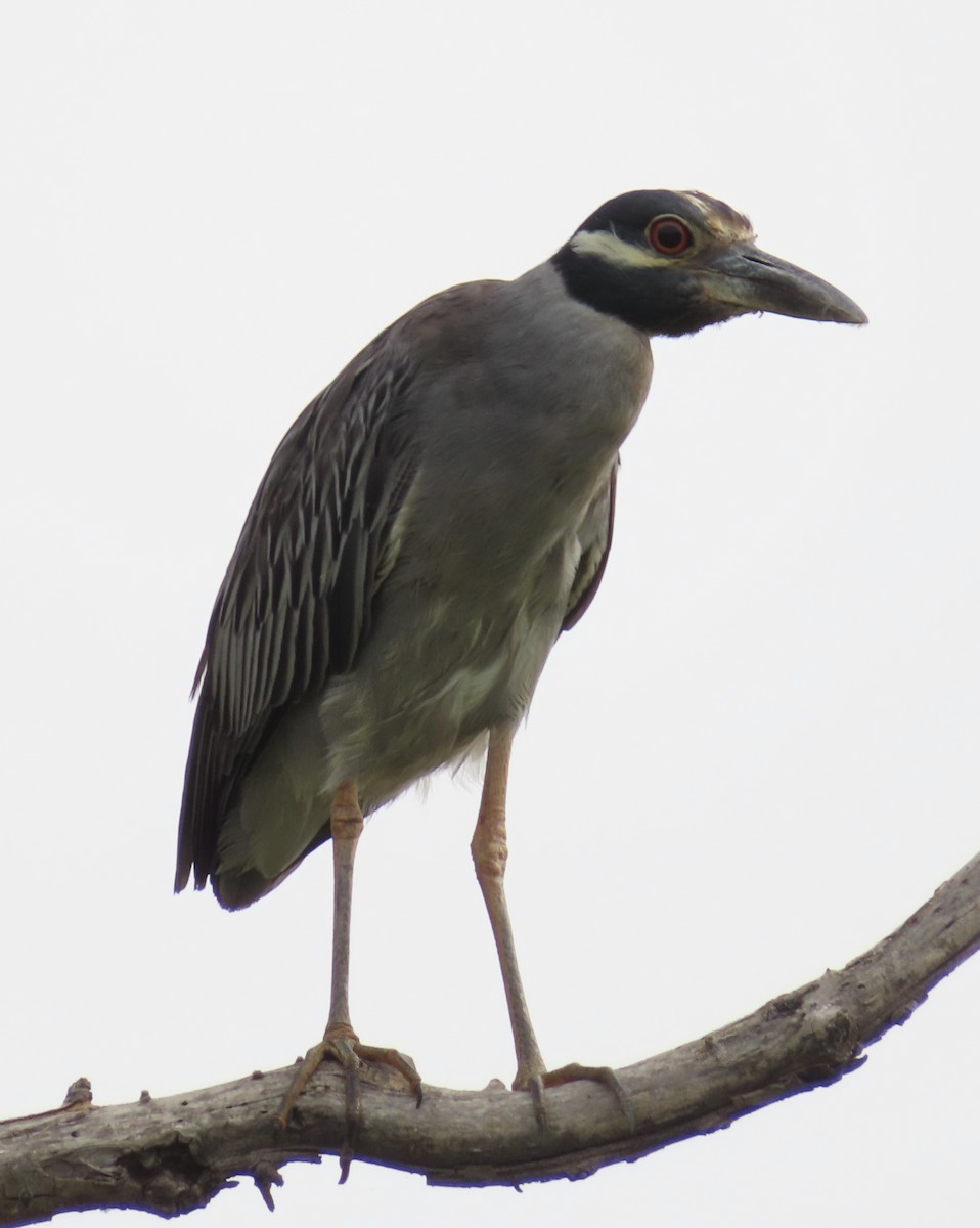 kvakoš žlutočelý - ML641551837