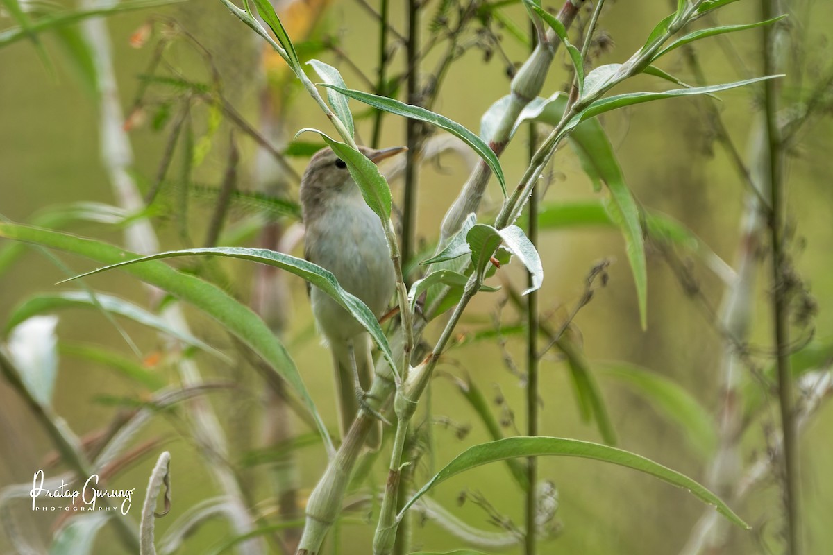 Booted Warbler - ML641551843