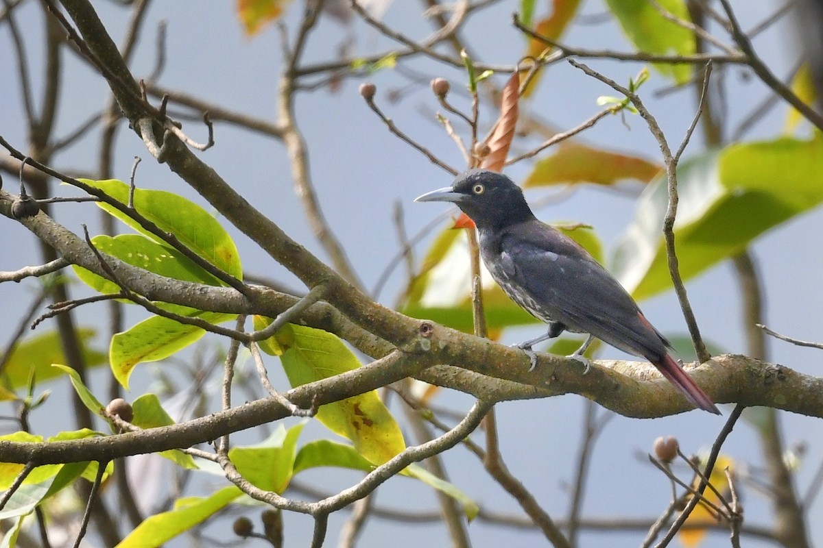 Maroon Oriole - ML641551850