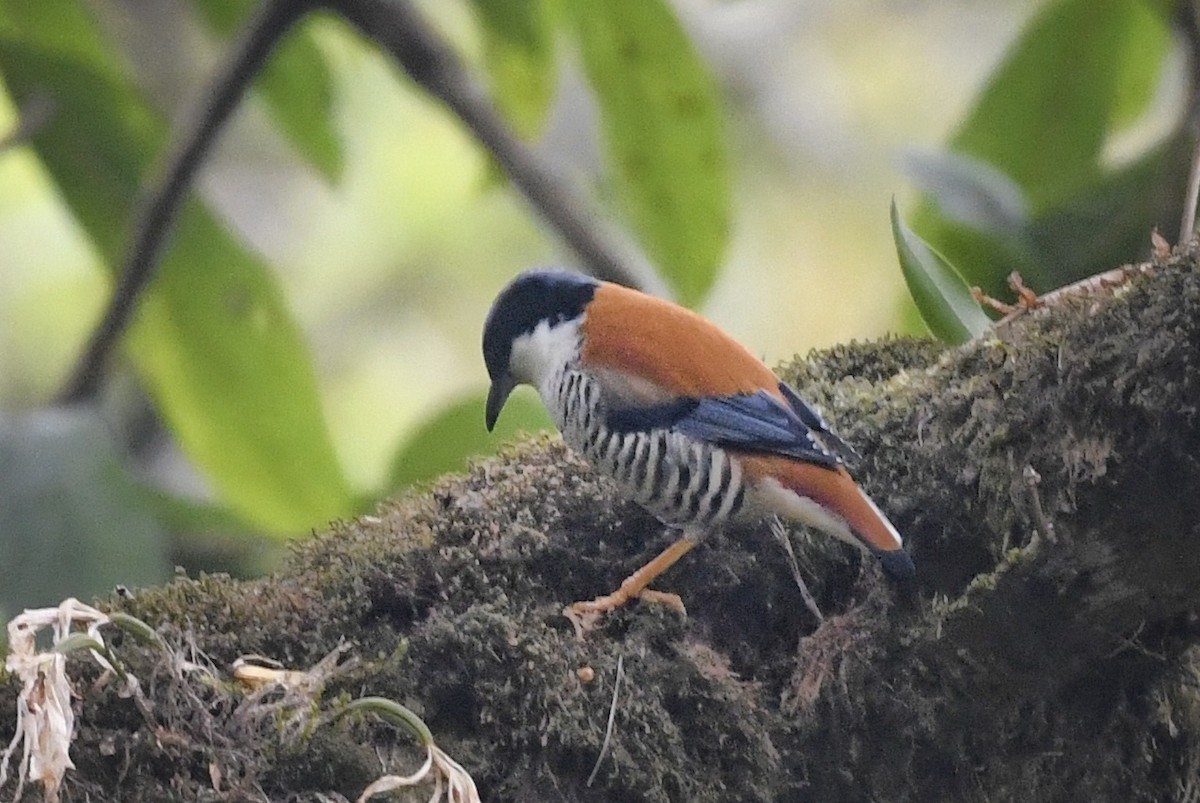 Himalaya Kutyası - ML641551880