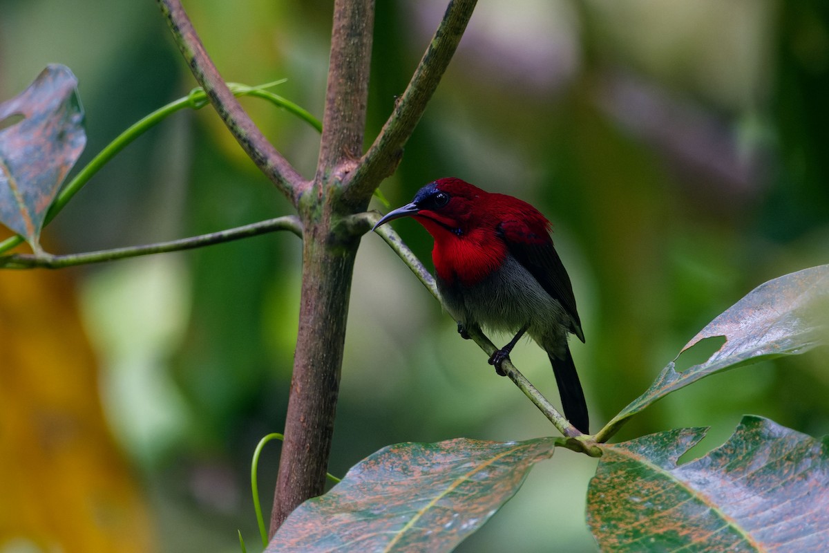 Karmesinnektarvogel - ML641551903