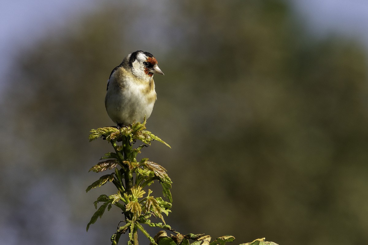 European Goldfinch - ML641551963