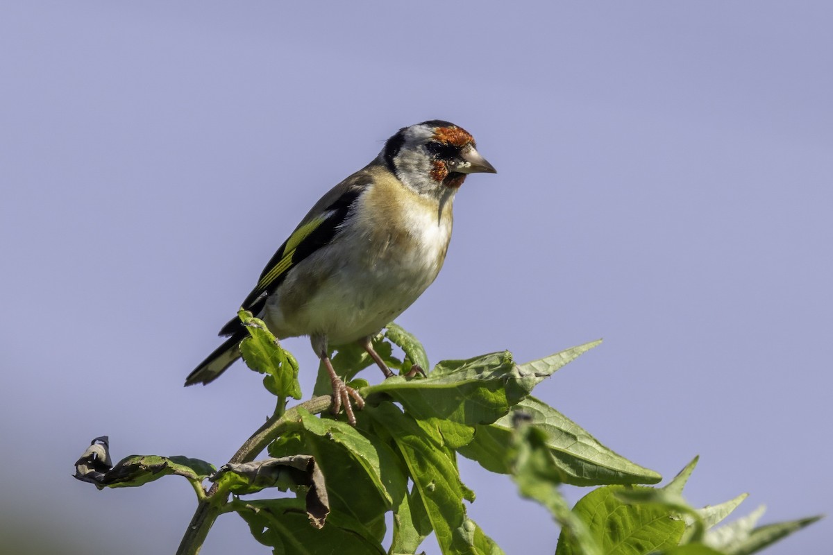European Goldfinch - ML641551965