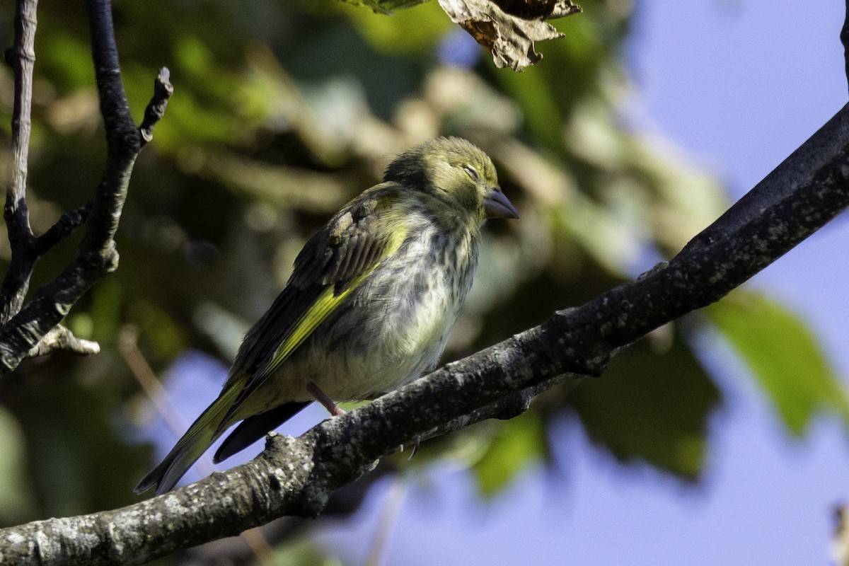 European Greenfinch - ML641551968