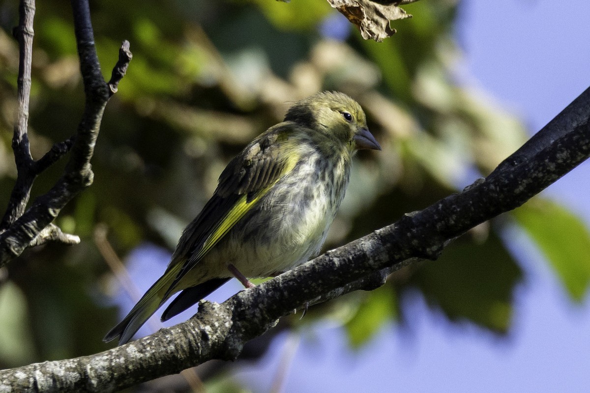 European Greenfinch - ML641551969
