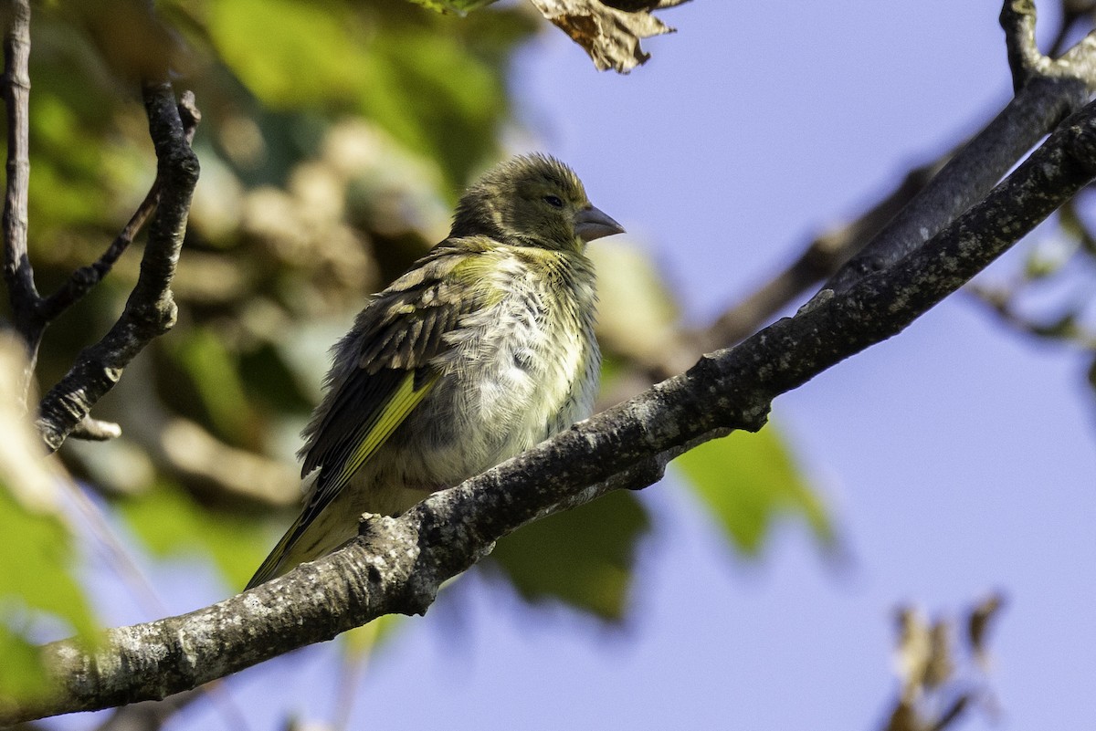 European Greenfinch - ML641551971