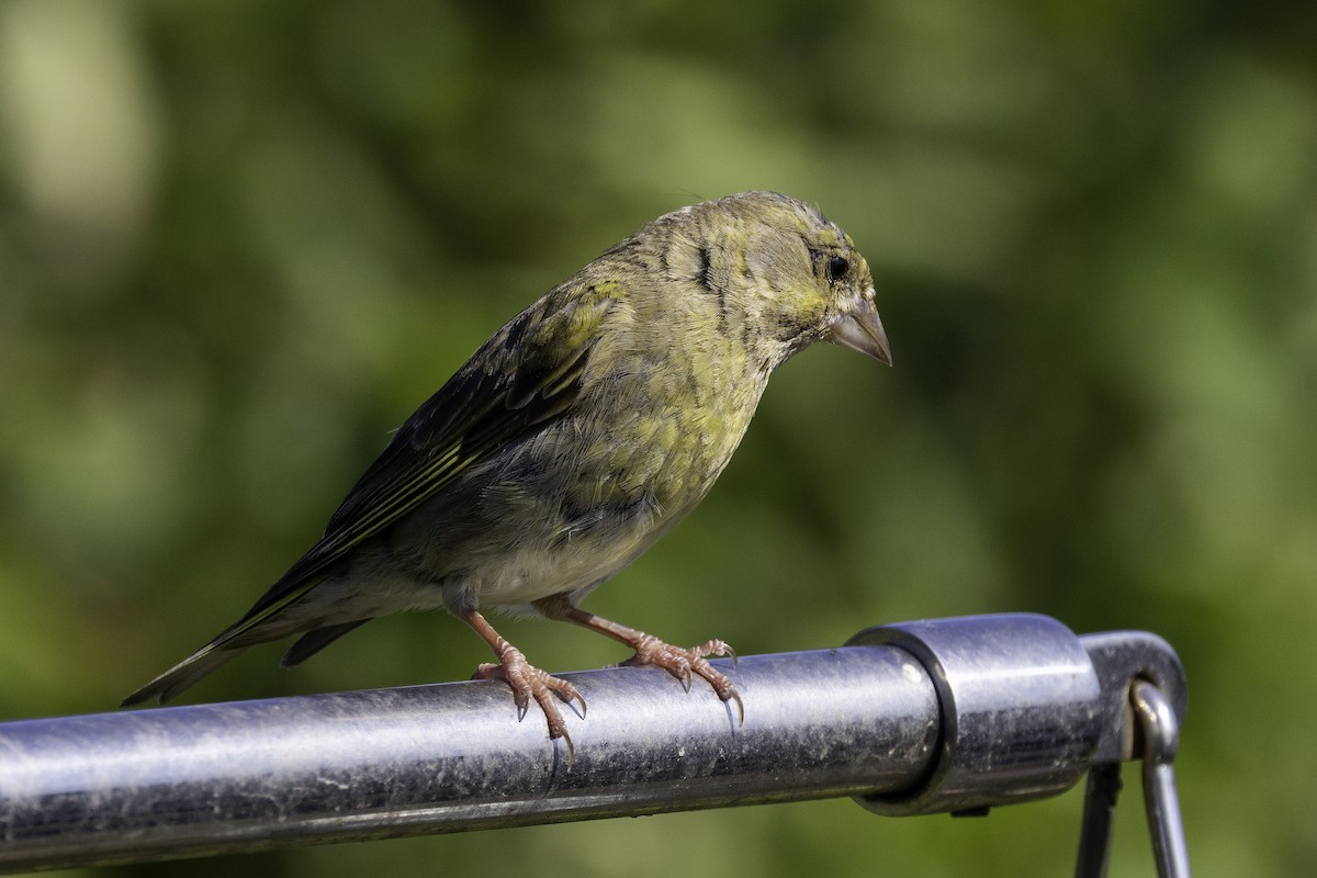 European Greenfinch - ML641551972