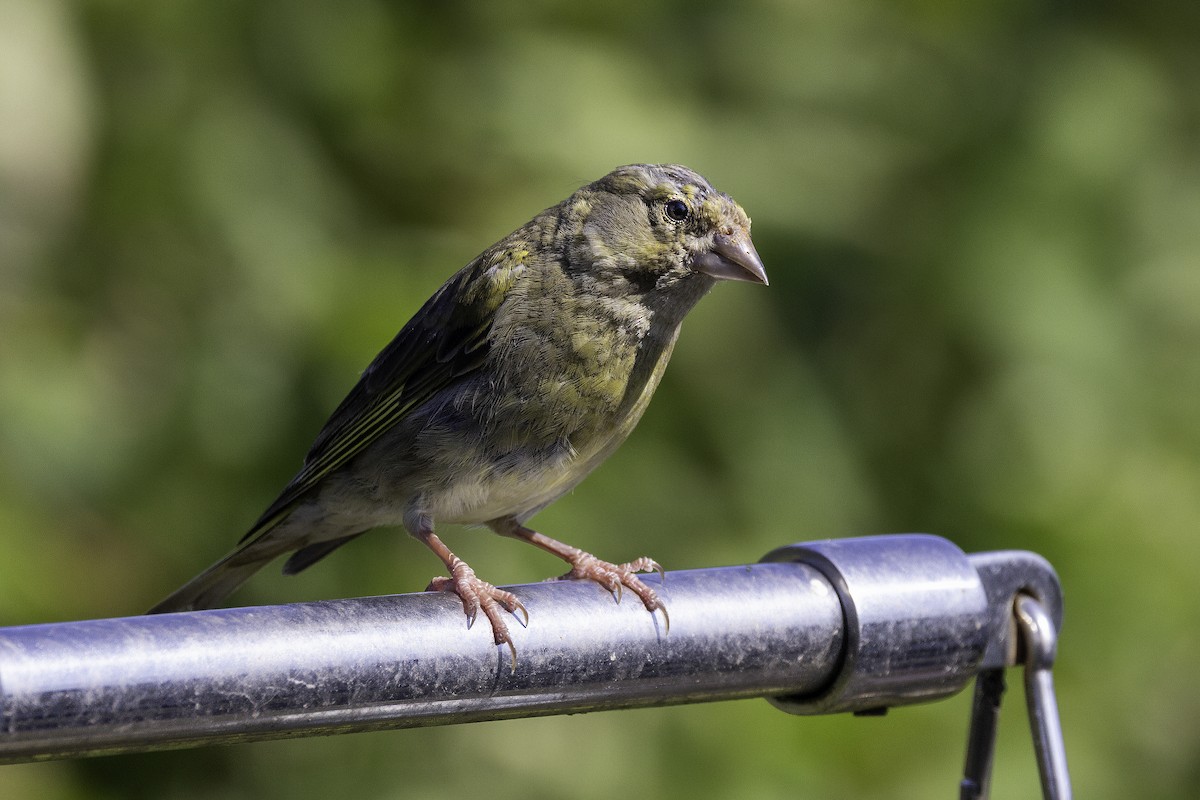 European Greenfinch - ML641551975
