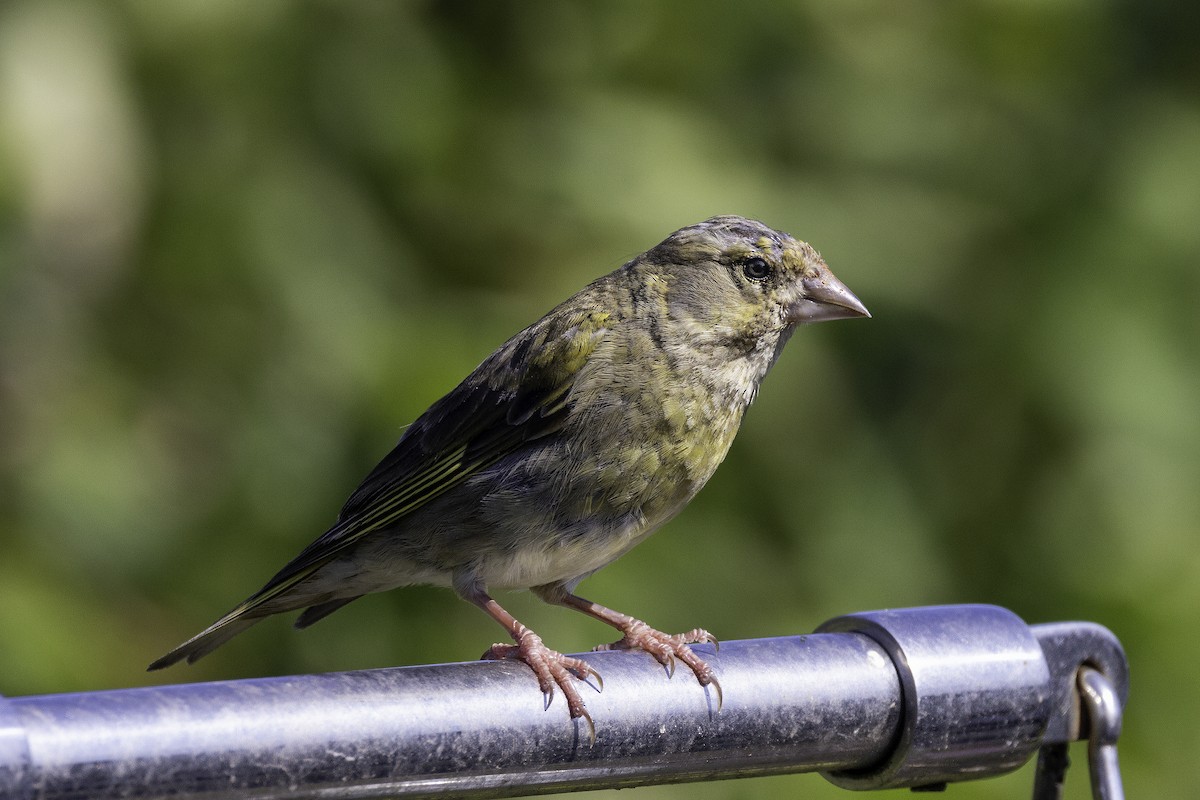 European Greenfinch - ML641551977
