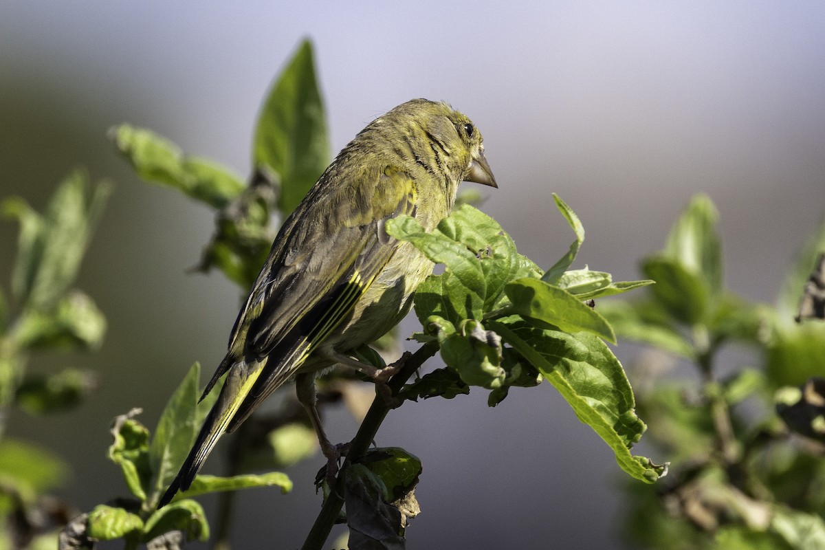 European Greenfinch - ML641551986