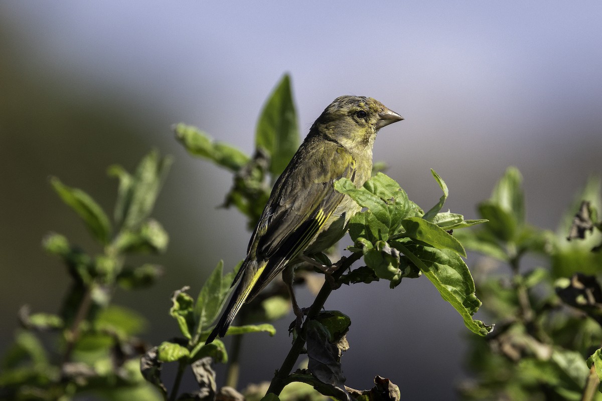 European Greenfinch - ML641551988