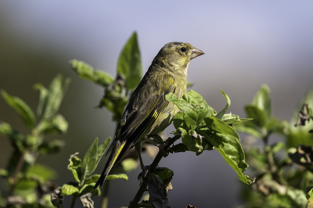 European Greenfinch - ML641551990