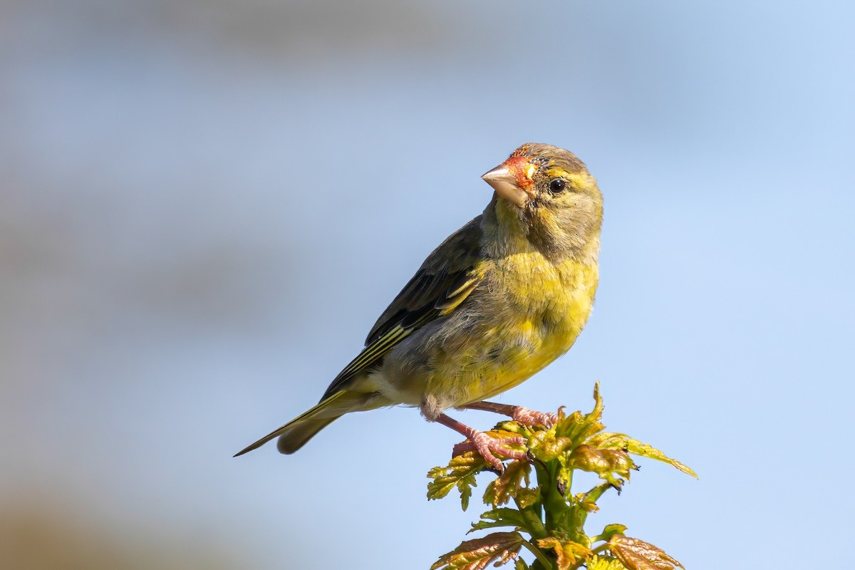 European Greenfinch - ML641551996