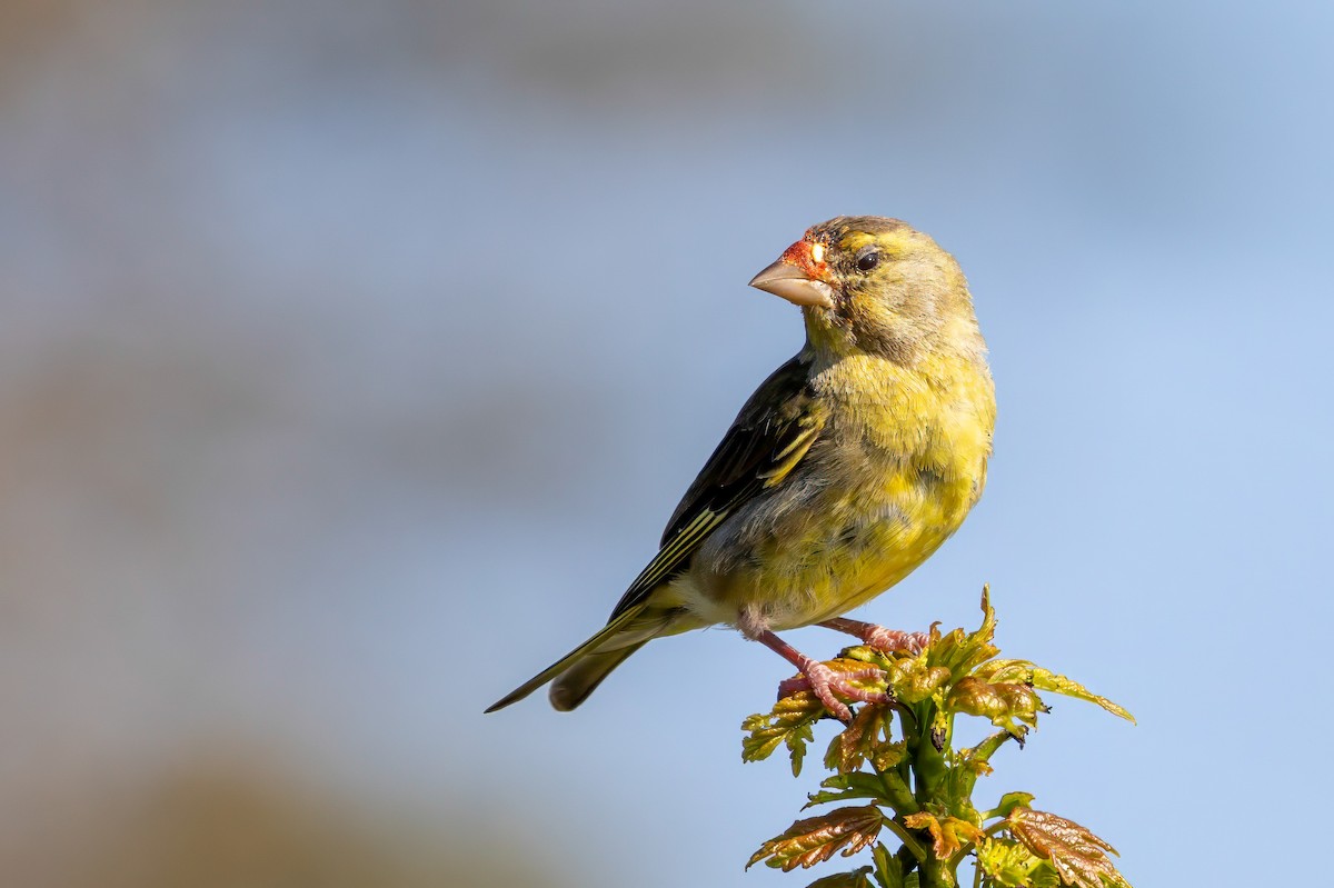 European Greenfinch - ML641551997