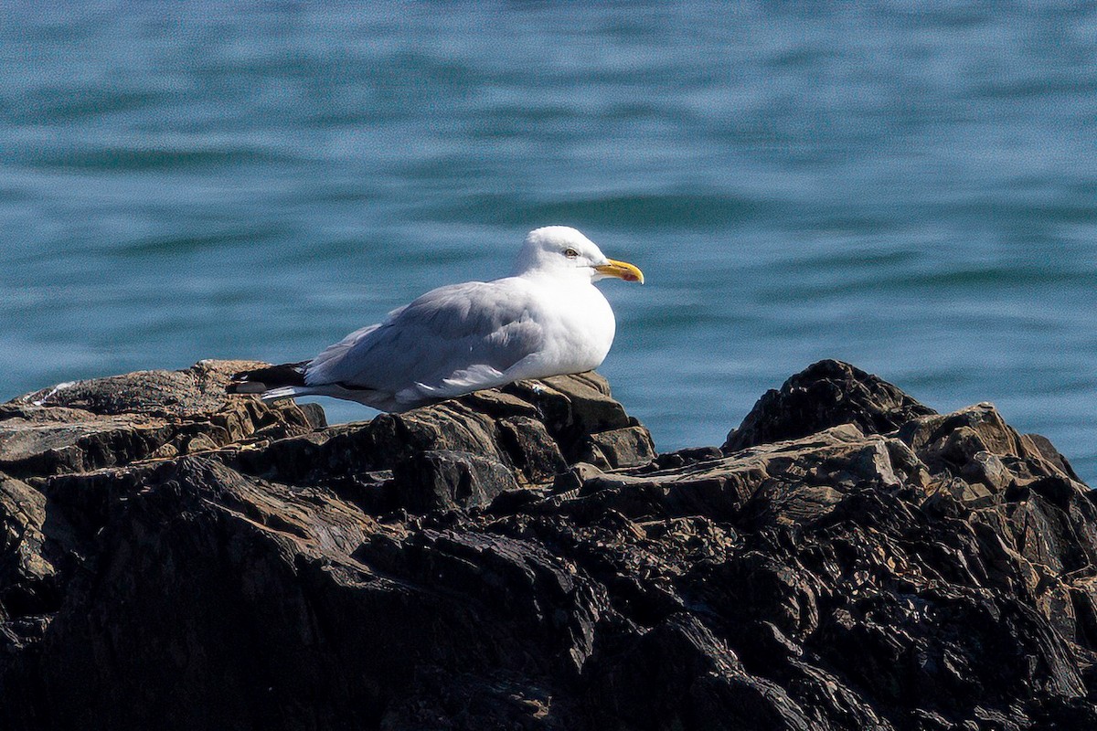 European Herring Gull - ML641552007