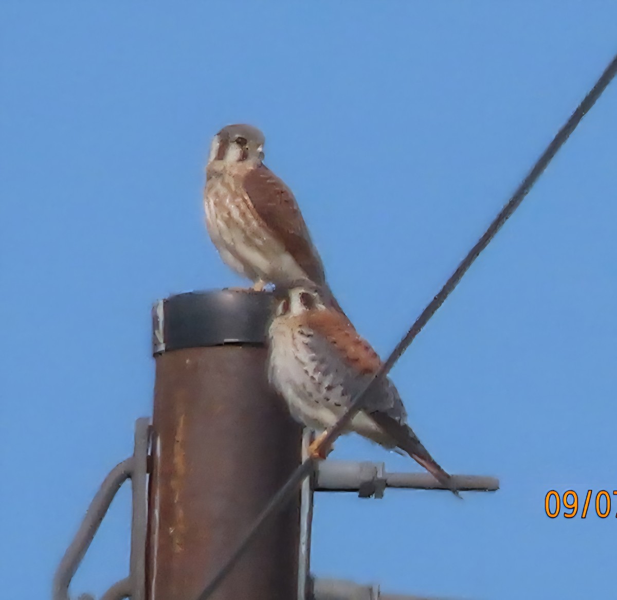 American Kestrel - ML641552022