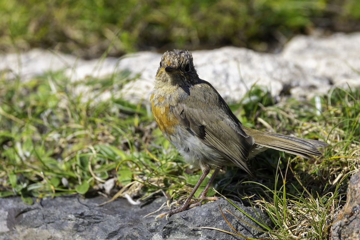 European Robin - ML641552024