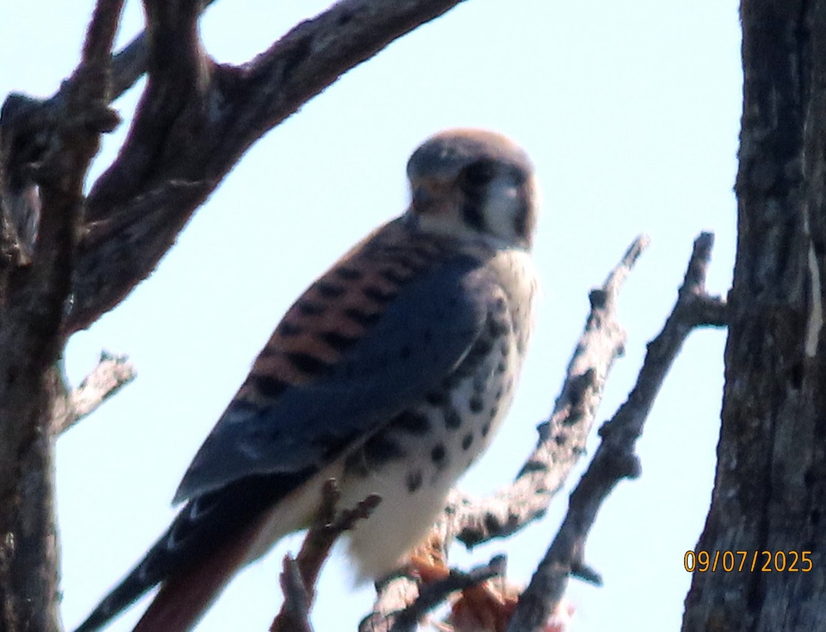 American Kestrel - ML641552025