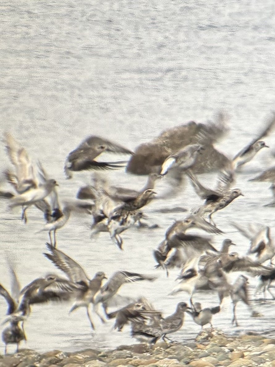 Pacific Golden-Plover - ML641552052