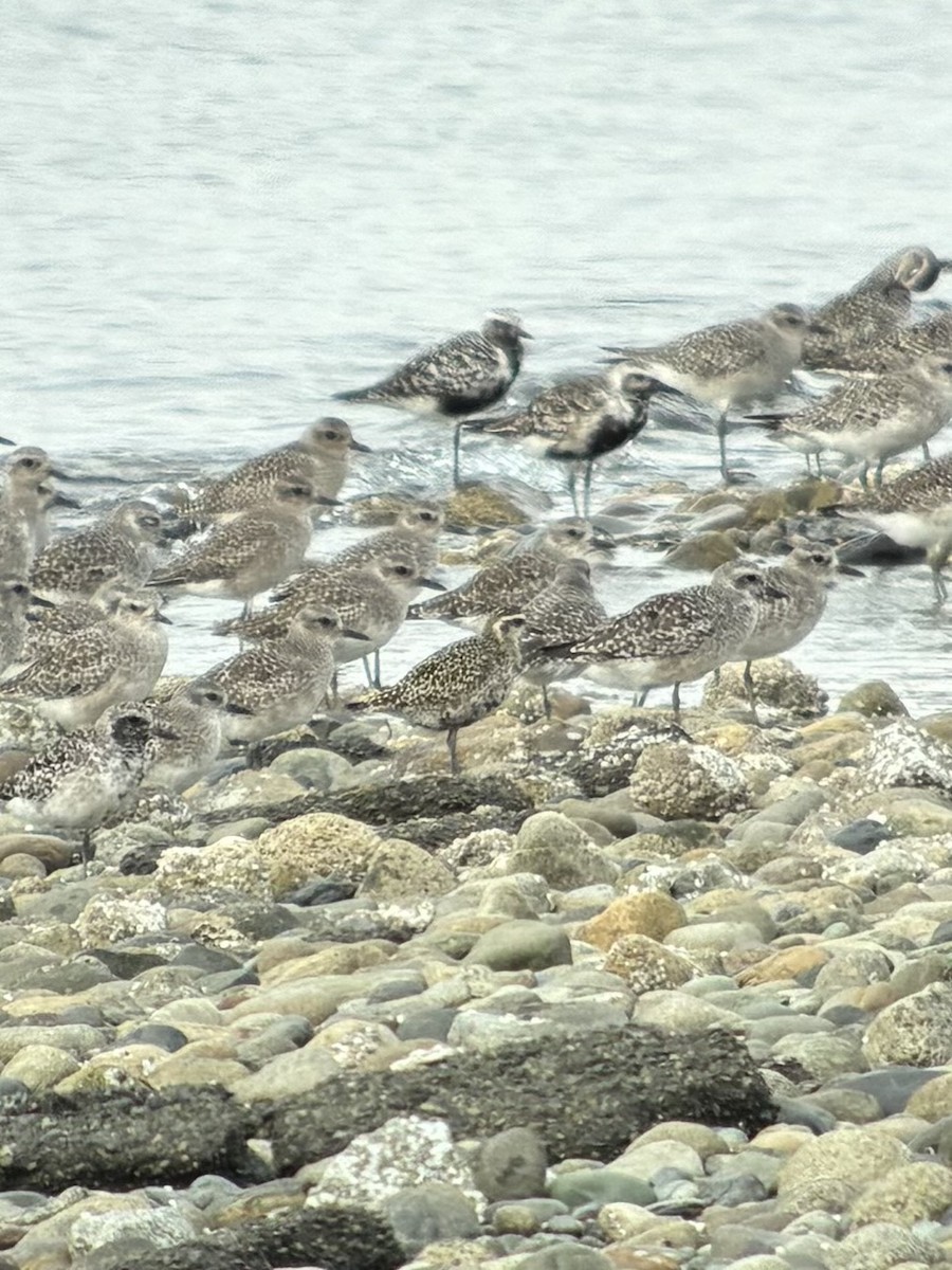 Pacific Golden-Plover - ML641552053