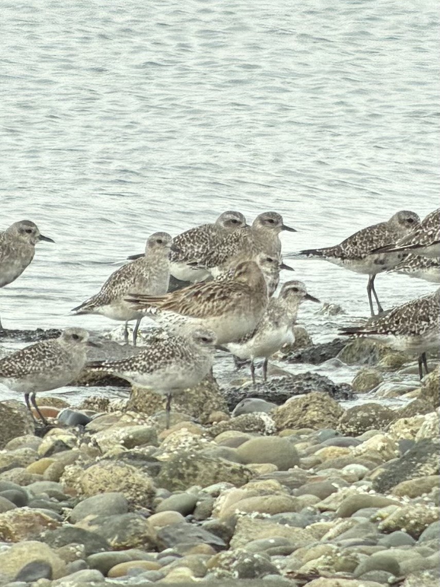 Bar-tailed Godwit - ML641552072