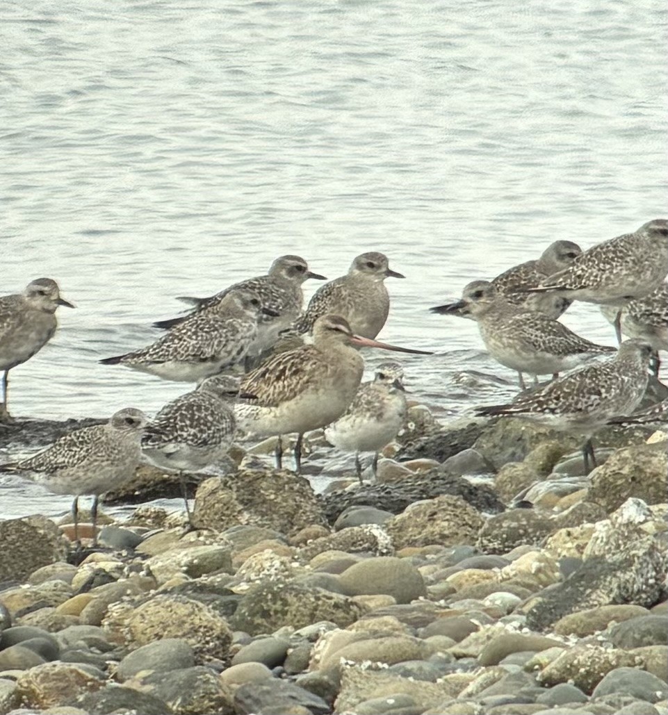 Bar-tailed Godwit - ML641552073