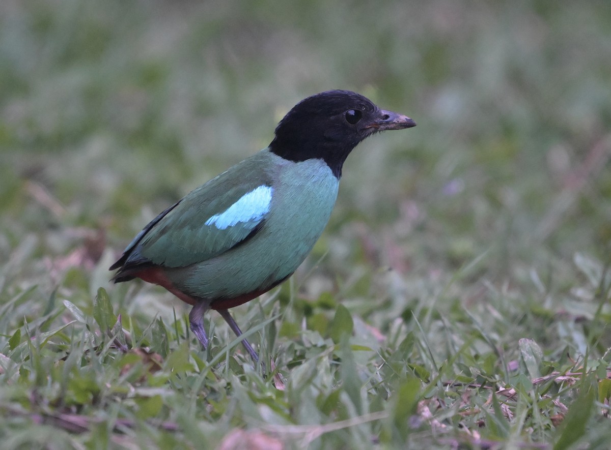 Western Hooded Pitta (Sunda) - ML641552126