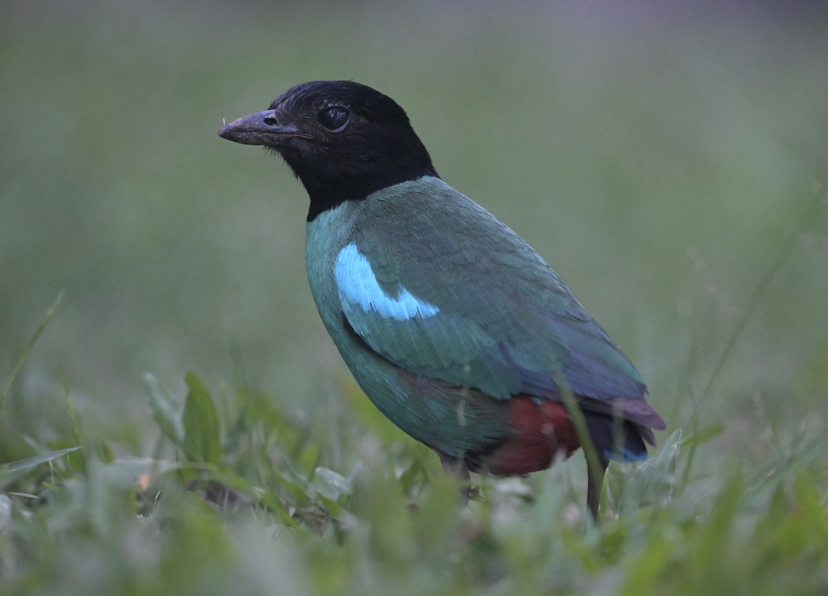 Western Hooded Pitta (Sunda) - ML641552127