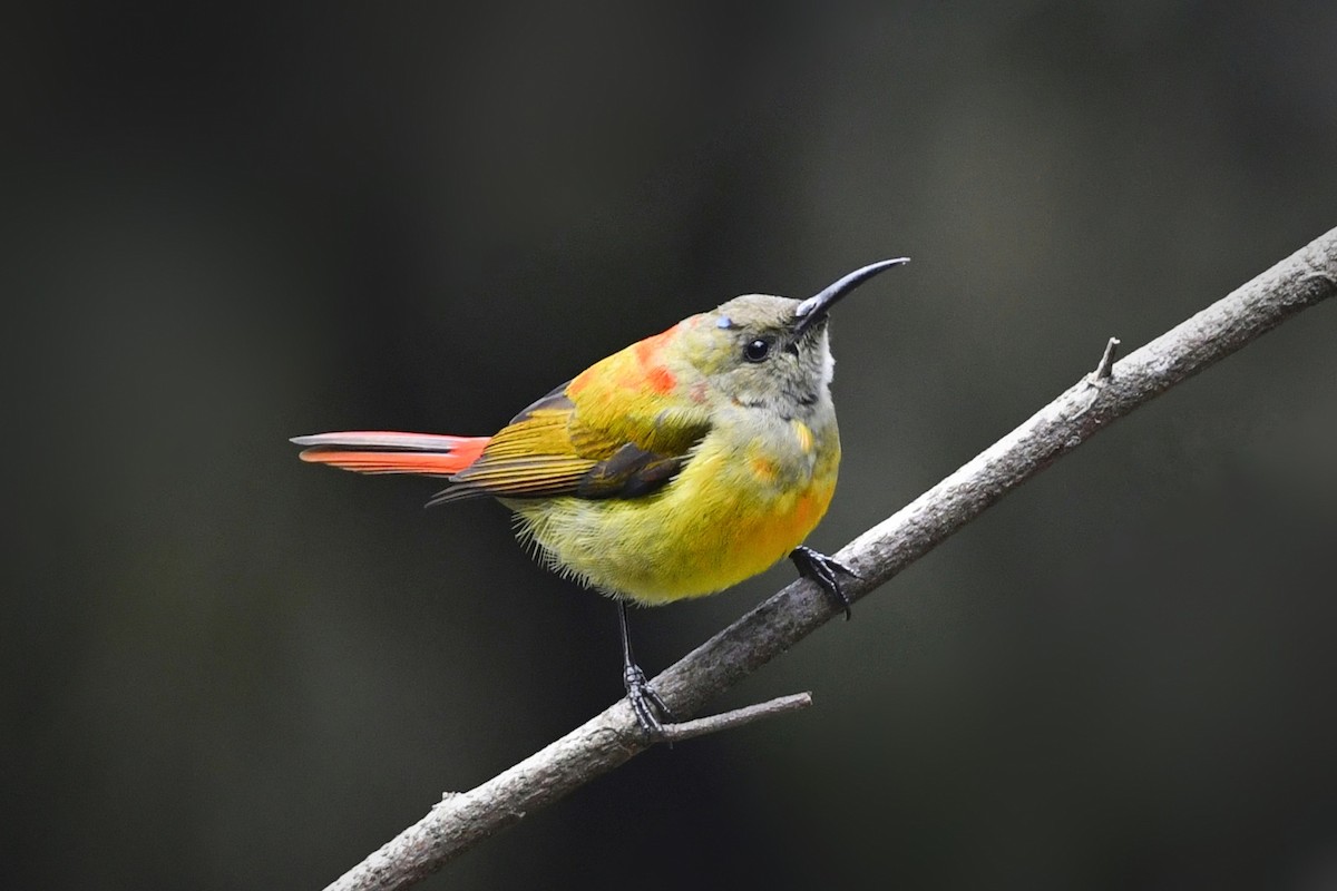 Fire-tailed Sunbird - ML641552146