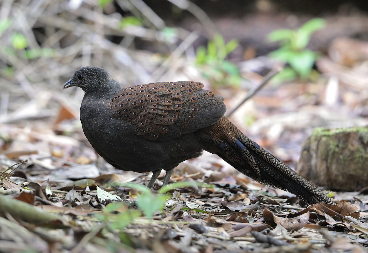 Mountain Peacock-Pheasant - ML641552153
