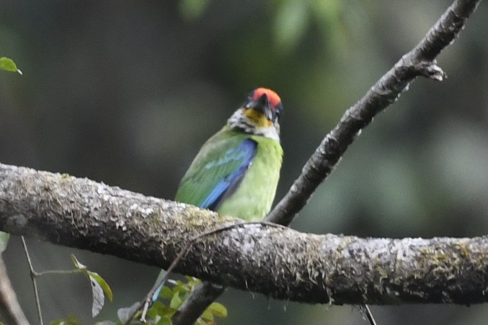 Golden-throated Barbet - ML641552188