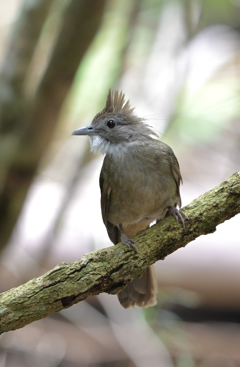 Ochraceous Bulbul - ML641552208