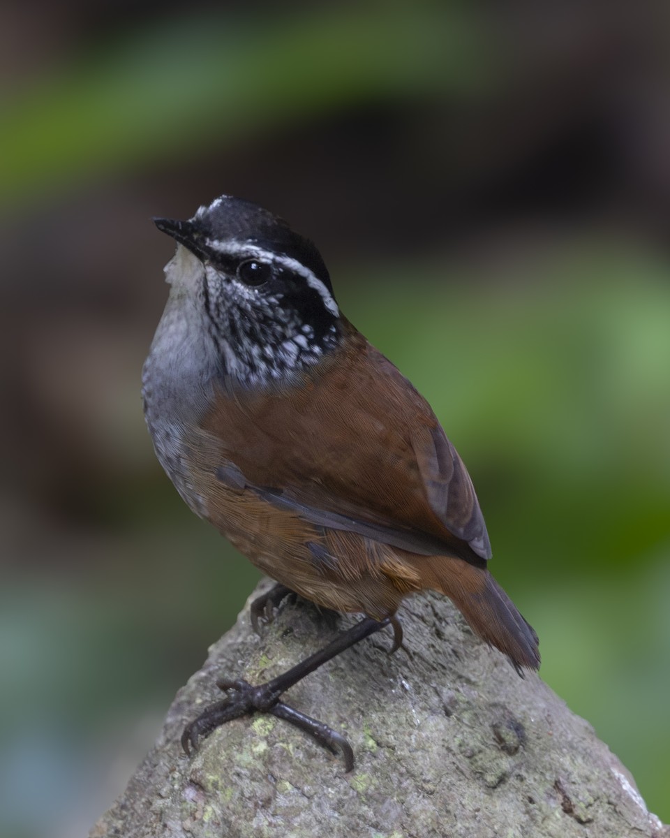 Gray-breasted Wood-Wren - ML641552212