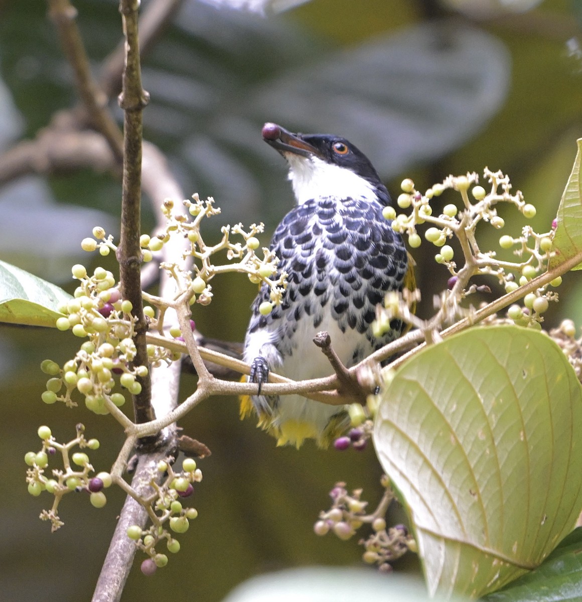Scaly-breasted Bulbul - ML641552213
